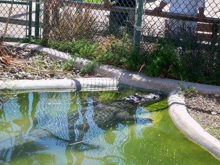 Crocodile
